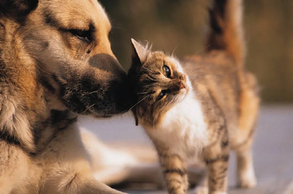 Cane e gatto